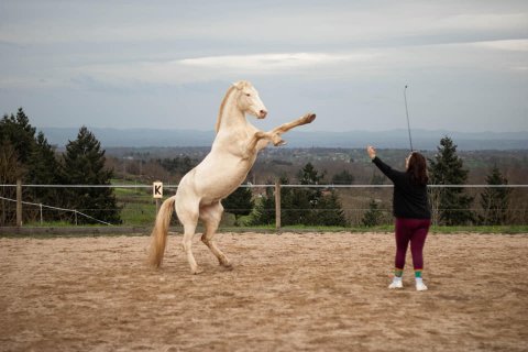 Spéctacle équestre , proposé par une propriétaire de la pension , avec son cheval Janiskan.
